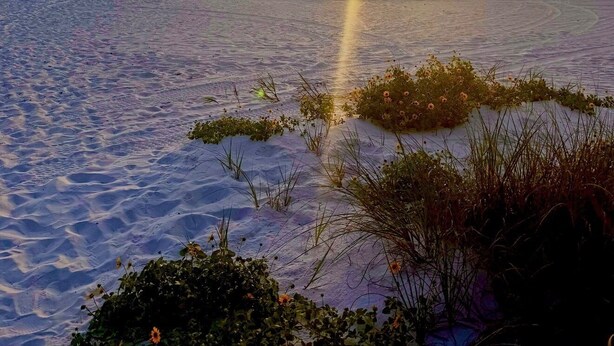Une scène de plage où le soleil se couche sur l’eau, créant une silhouette de personnes et de végétation au premier plan.