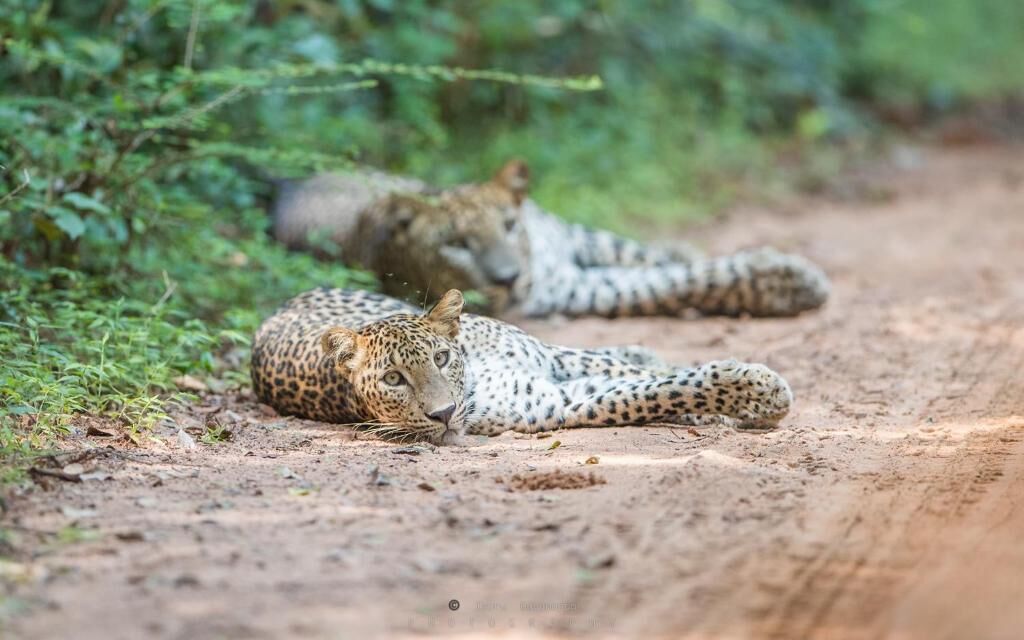 Two cheetahs resting on a dirt path surrounded by greenery.