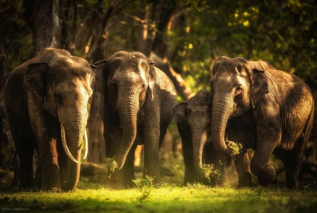 Deluxe tweepersoonskamer, patio, uitzicht op tuin | Overig
