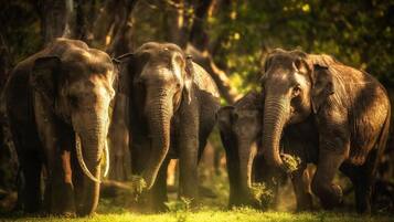 Deluxe tweepersoonskamer, patio, uitzicht op tuin | Overig