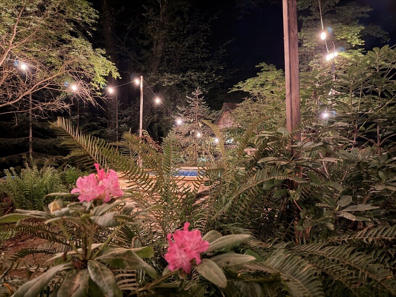 Un jardín con diversas plantas y árboles, iluminado con luces colgantes.