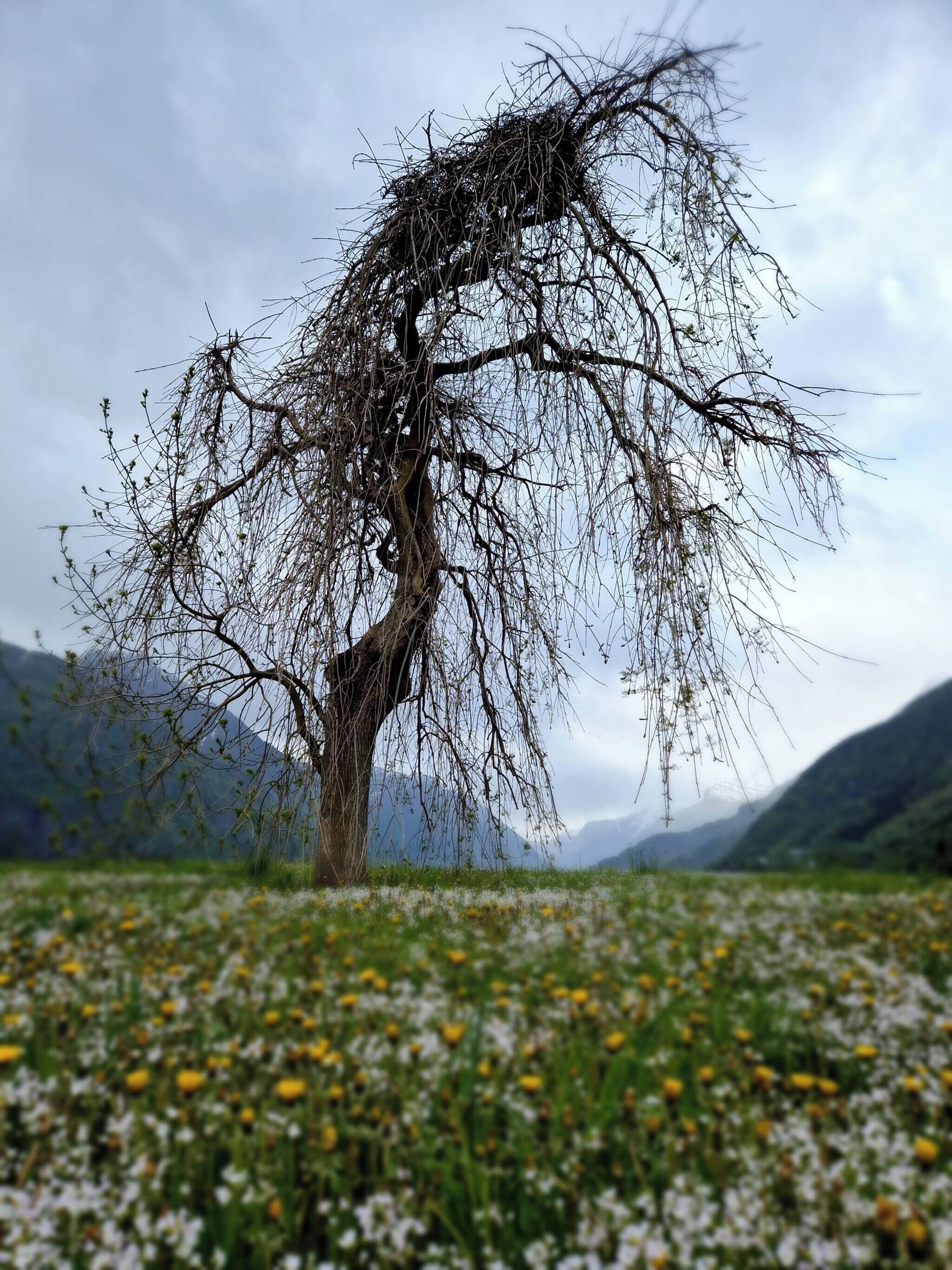 Hus, 3 soverom, balkong | Eksteriør