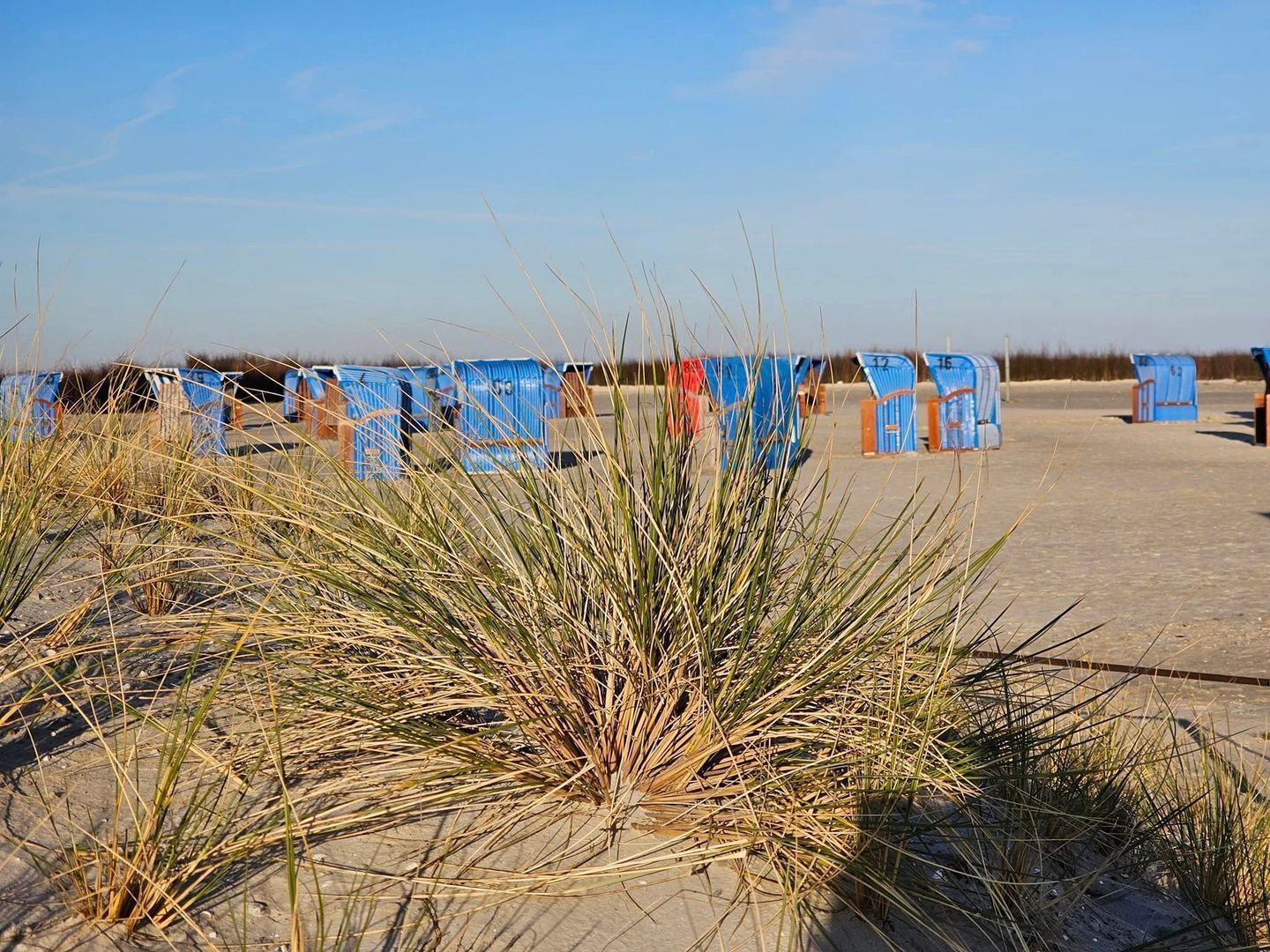 A sandy area with blue portable toilets and dry grass in the foreground.