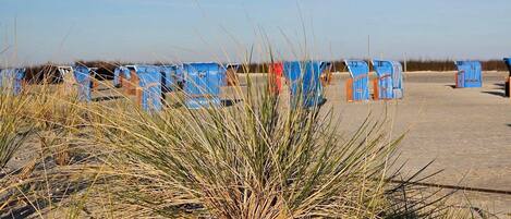 A sandy area with blue portable toilets and dry grass in the foreground.