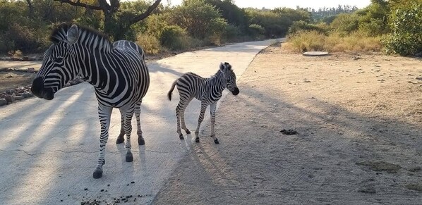 A zebra and a foal walking on a dirt road with trees and bushes in the background. - Master Bedroom (houedspruit)