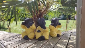 Drie zwarte en gele beelden op een houten terras, met een palmboom op de achtergrond.