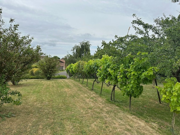 Un vignoble avec des rangées de vignes, un sentier herbeux et un bâtiment en arrière-plan.
