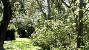 A lush garden with a variety of trees and shrubs, a well-maintained lawn, and a pathway leading through the greenery.