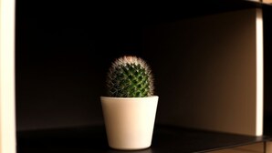 Um cacto em vaso branco sobre uma prateleira preta.