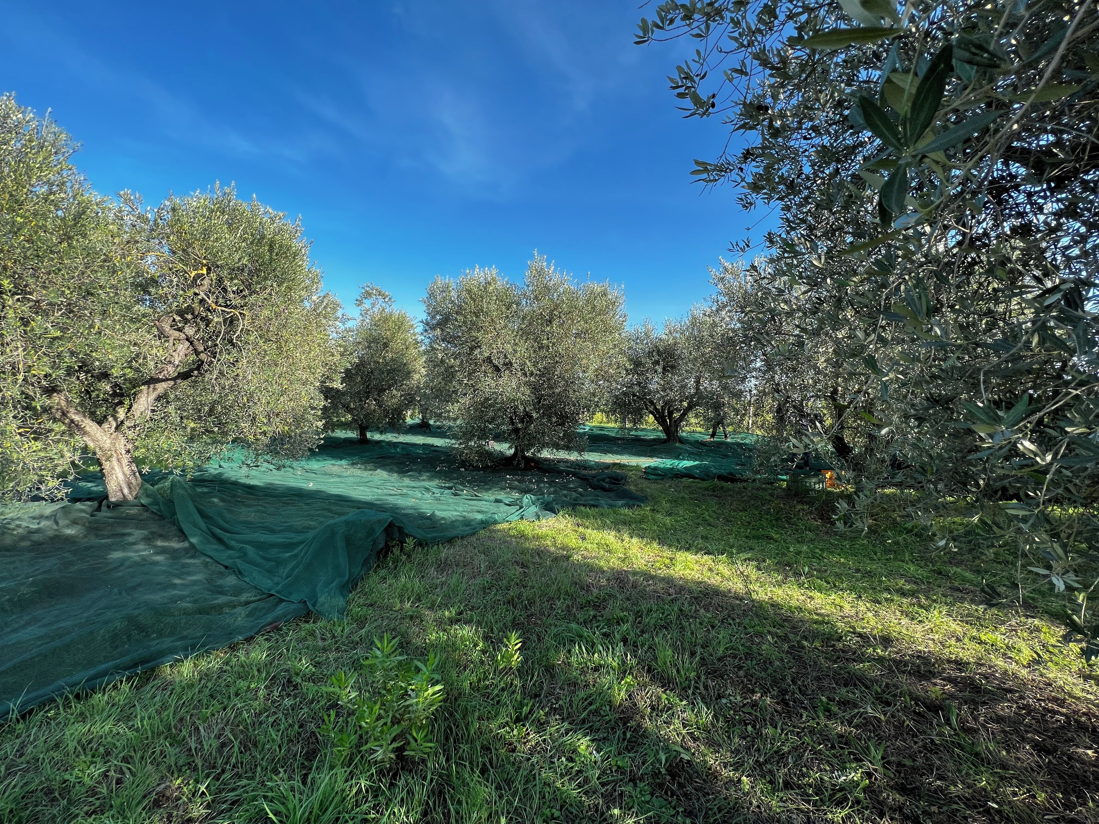 An olive grove with trees and green netting on the ground.