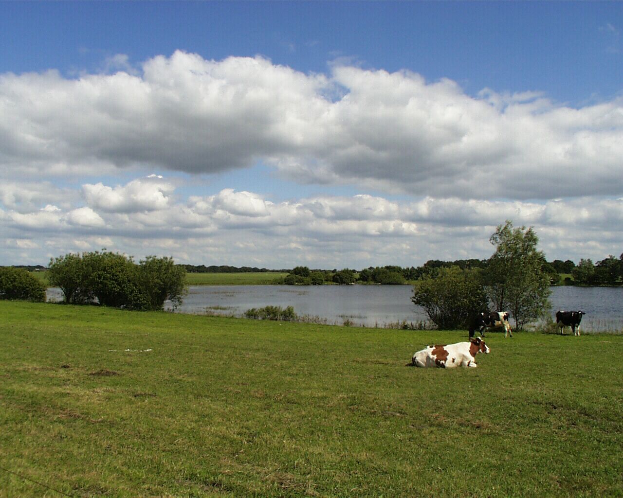Un champ verdoyant avec un lac, des arbres et des vaches.