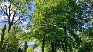 Ein weißes Haus mit roter Tür, umgeben von üppiger Vegetation und Bäumen.