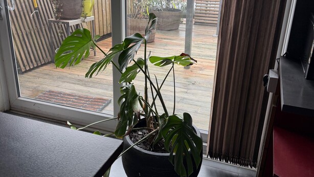 A potted plant on a windowsill, a wooden fence, and a view of a garden with a red flag. - Charming Birmingham 3 Bedroom Apartment (Birmingham)