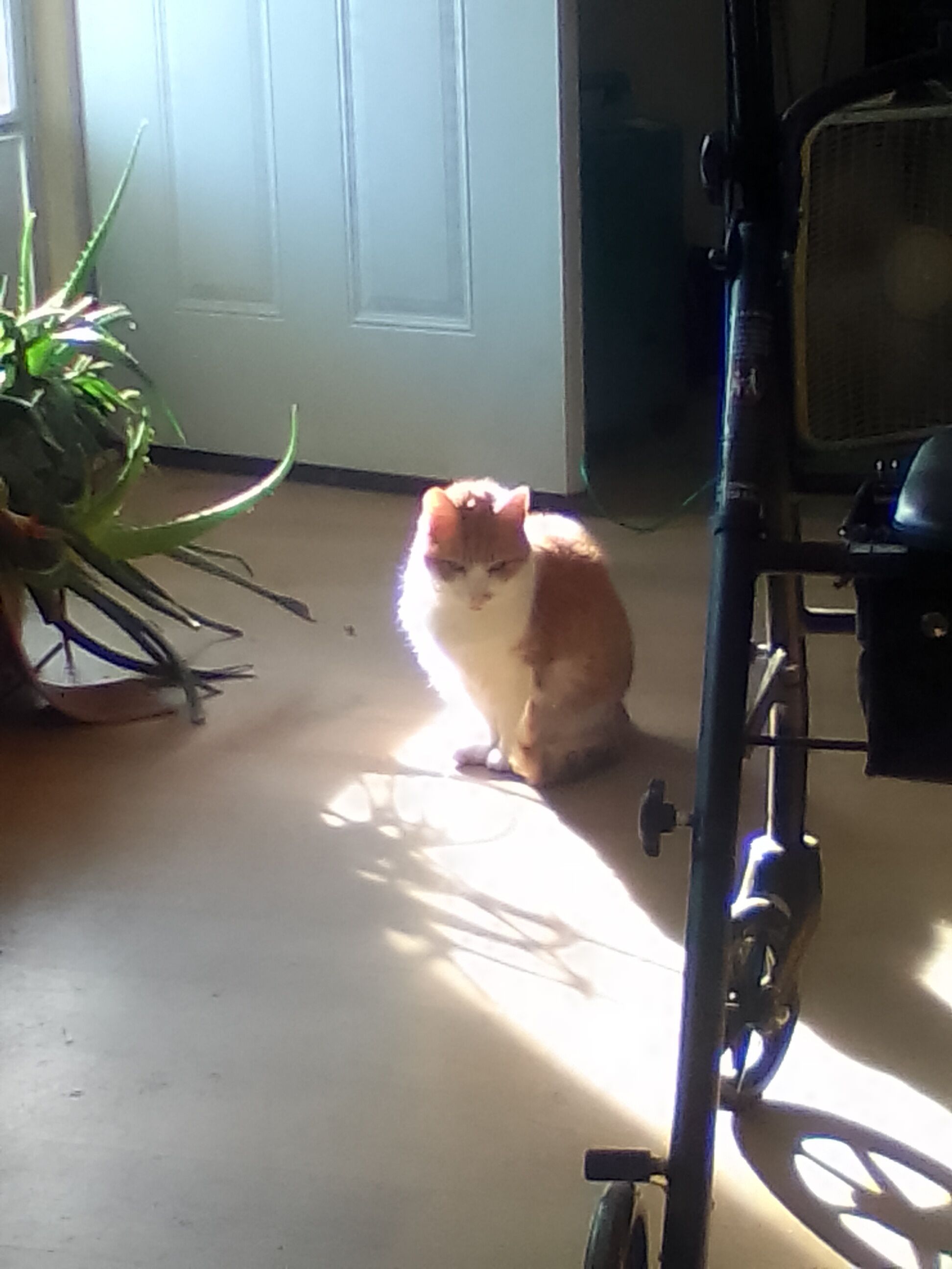 Animaux de compagnie acceptés