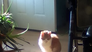 En katt sitter på golvet nära en dörr och en växt.