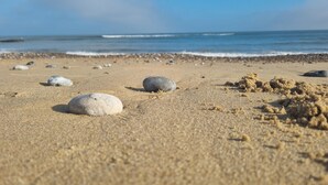 Une plage de sable où l’on trouve plusieurs galets lisses et arrondis, dispersés sur le sable.