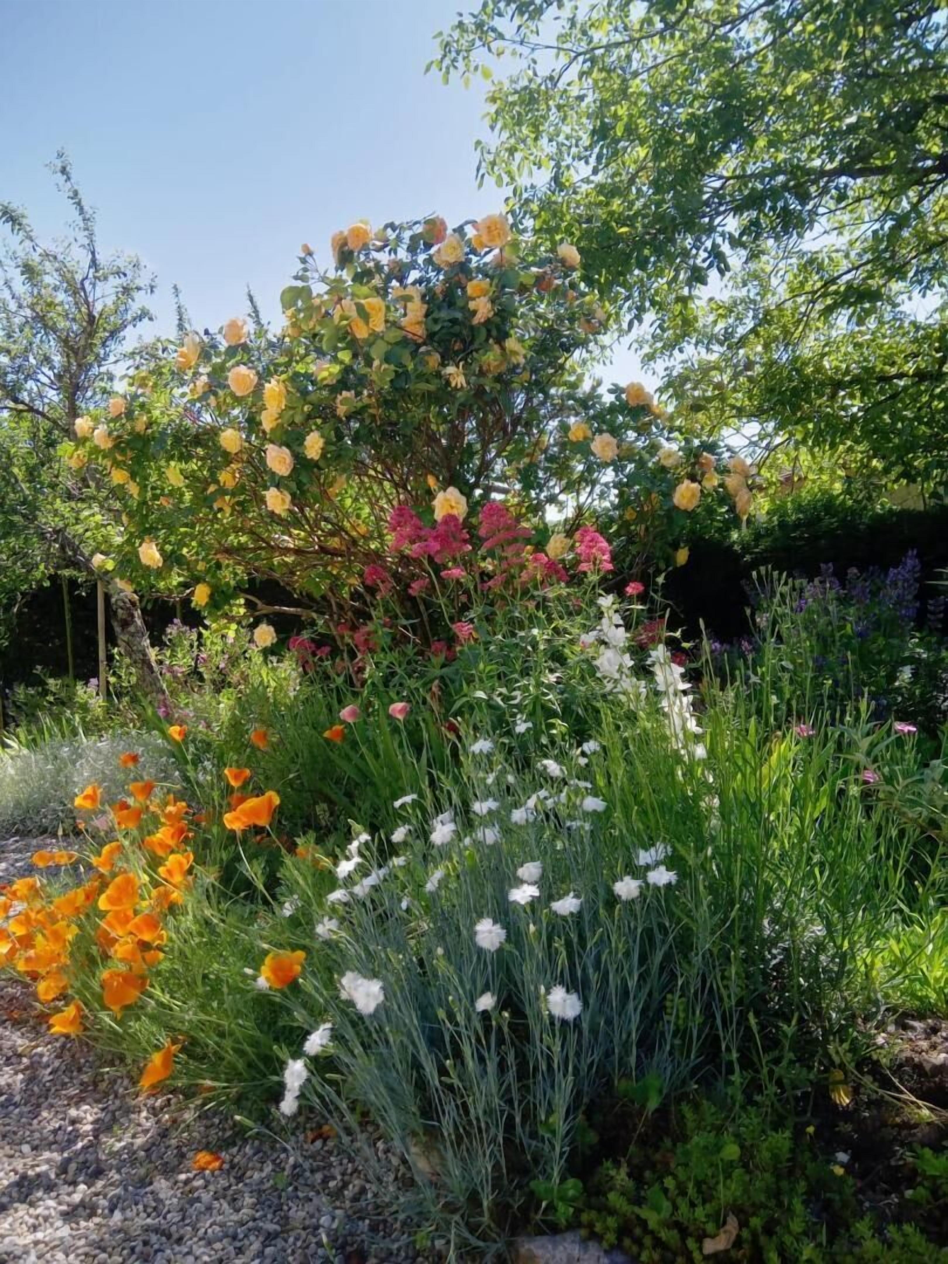 A garden with various flowering plants and trees.