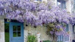 A stone building with a blue door and windows, covered with purple flowering vines. - Une Maison Pour Deux (BILLIEME)