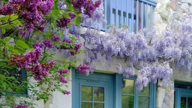 A quaint outdoor seating area with a table and chairs, surrounded by potted plants and a building with blue doors and windows. - Une Maison Pour Deux (BILLIEME)
