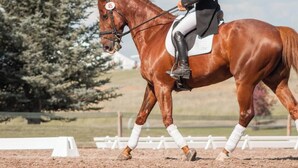 Un cheval avec un cavalier vêtu d’une tenue d’équitation, portant un filet numéroté et une selle blanche.