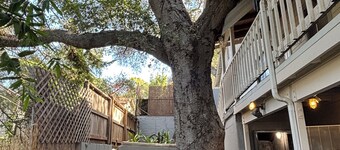 Terrific bicycle vacation house
in pleasant Oak View neighborhood adjacent Ojai.