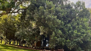 A row of trees with a building partially obscured by foliage. - Under the Velvet Sky by Tiny Away (Dagun)