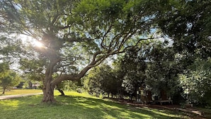 A large tree in a park with a bench and a small structure under it. - Under the Velvet Sky by Tiny Away (Dagun)