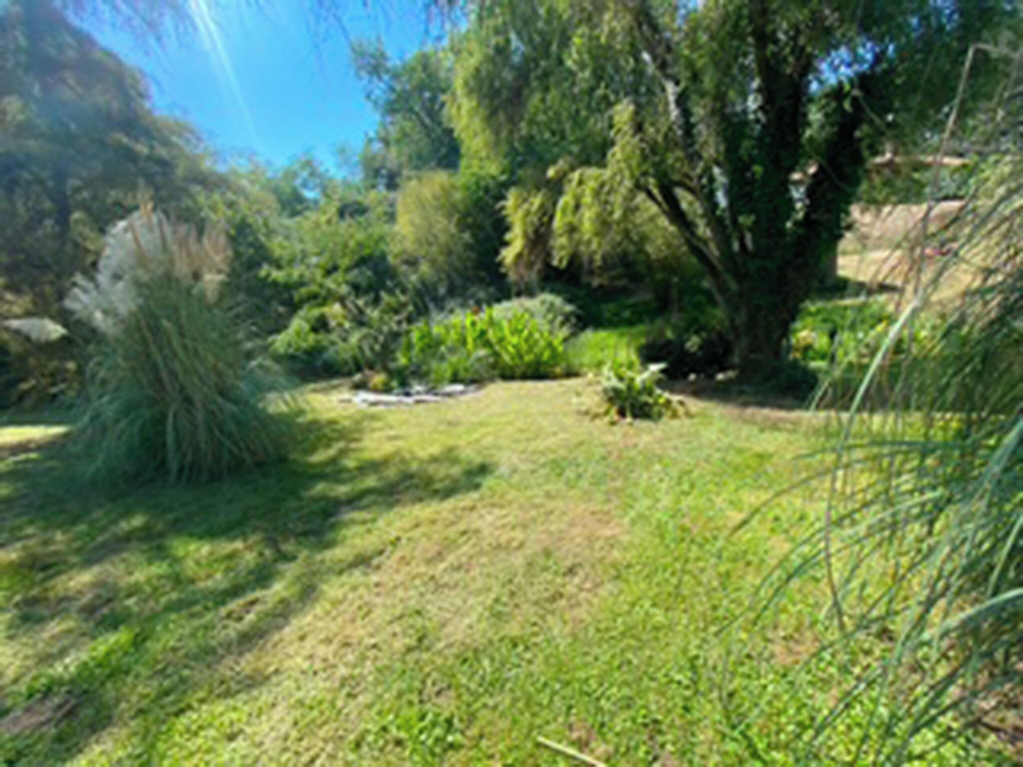 Um jardim com diversas plantas e árvores.