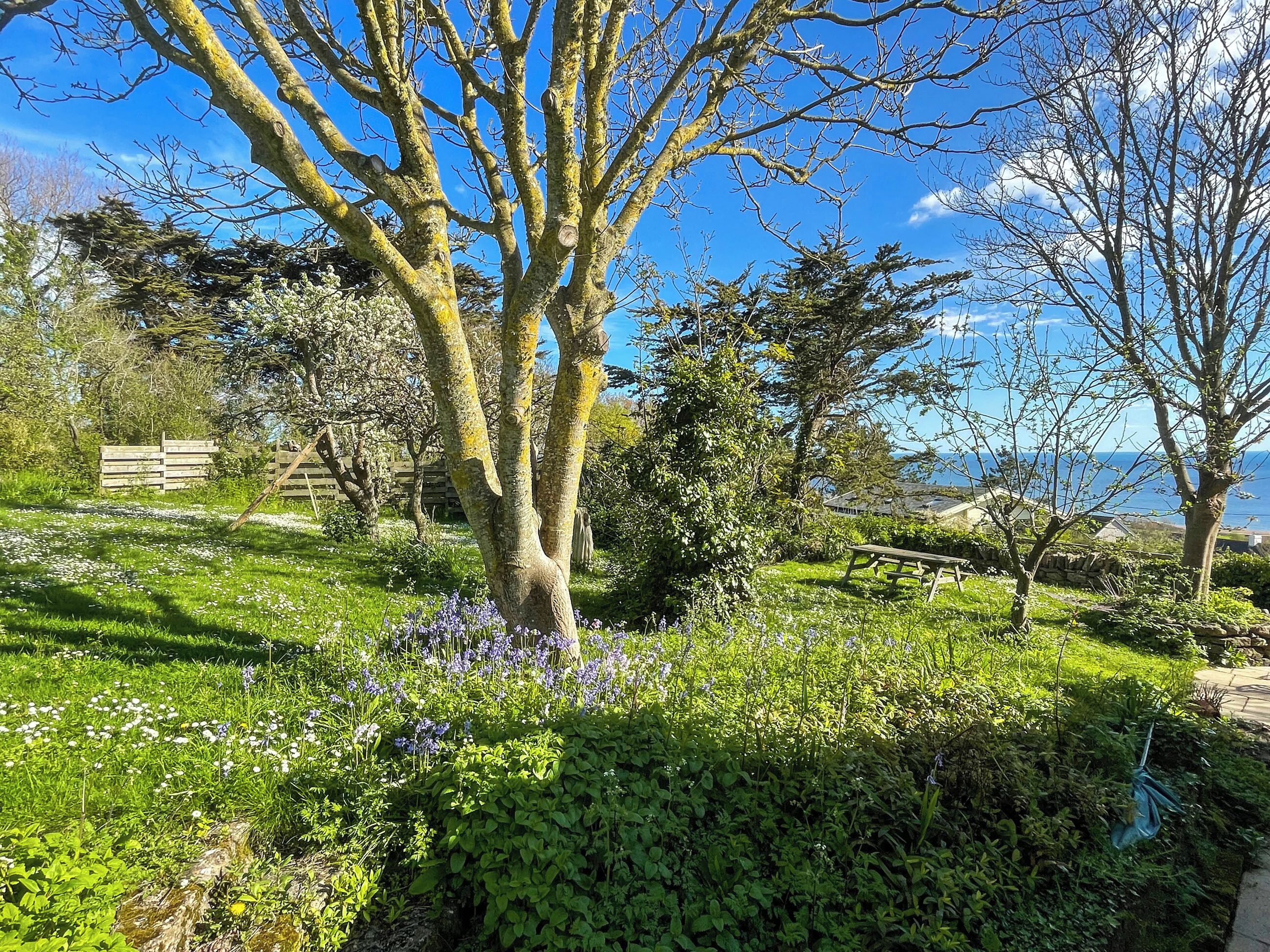 Ein Garten mit einem großen Baum, einer hölzernen Bank und Blick auf das Meer.