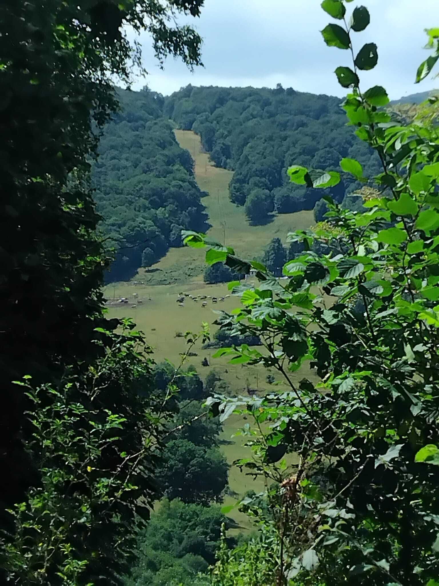 A valley with dense forest and a clear sky.