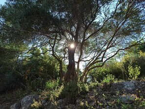 Ein großer Baum, durch dessen Äste die Sonne scheint, umgeben von Steinen und Grünpflanzen.
