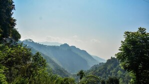 A lush, green landscape with dense foliage and a mountain range in the background. - Elite Ella (Ella)