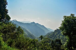 Miscellaneous - Elite Ella (Ella)