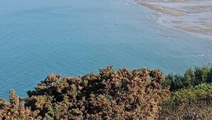 Eine Küstenlandschaft mit Strand, einer Stadt im Hintergrund und dichter Vegetation im Vordergrund.