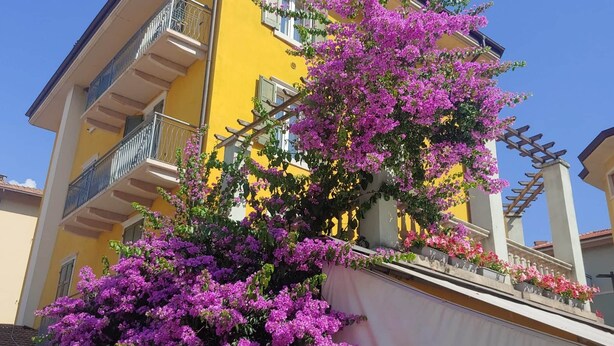 Un edificio amarillo con balcones y una pérgola cubierta de flores moradas.