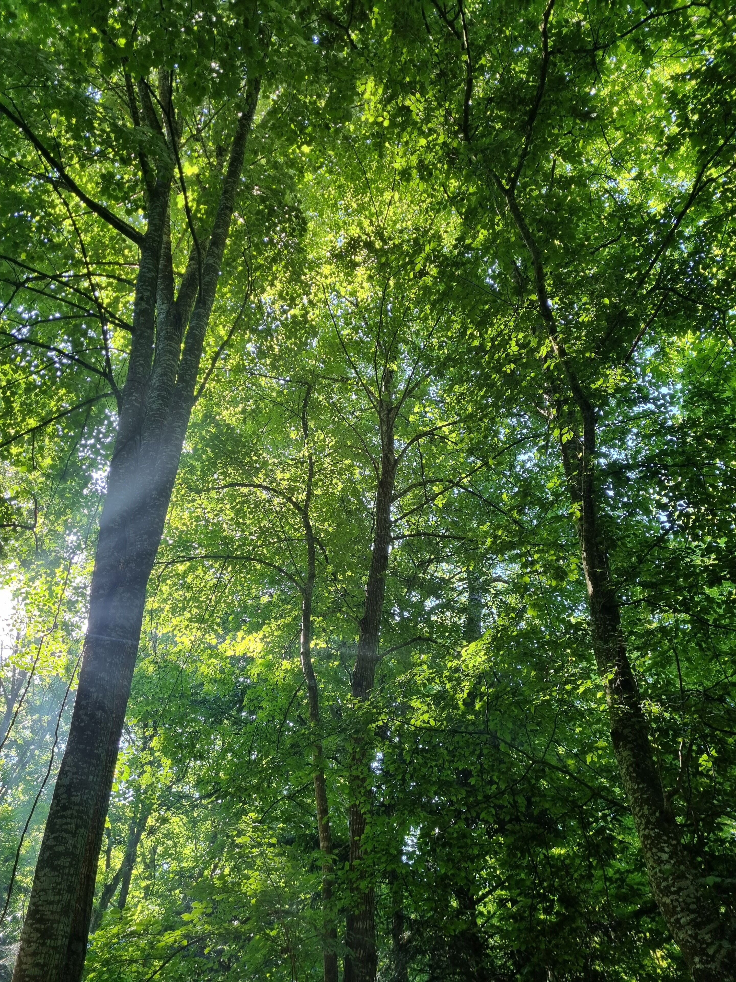 Een dicht bos met hoge bomen en zonlicht dat door het gebladerte valt.