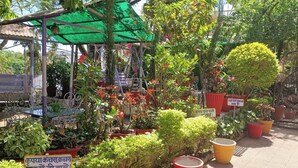 A garden with various potted plants and a gazebo structure. - Hotel New Sun n rock (Mount Abu)