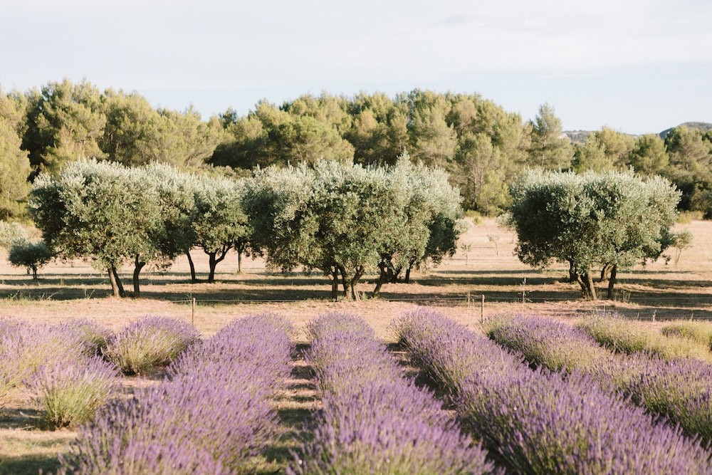 Le Mas de La Rose by null