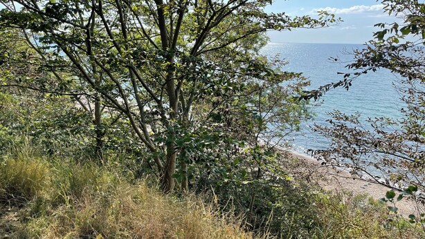 Paesaggio costiero con un sentiero alberato che conduce a una spiaggia.