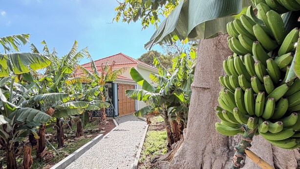 A cobblestone pathway leading to a building with a red roof, surrounded by banana trees and a large banana plant with unripe bananas. - 3-bedroom house in Bananeiras in the center of Funchal (Funchal)