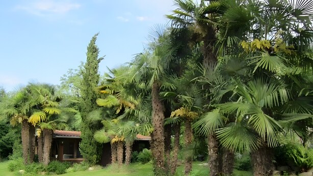 A lush garden with various tropical plants and a building with a tiled roof. - Casa Paradiso in Porto Valtravaglia (Porto Valtravaglia)
