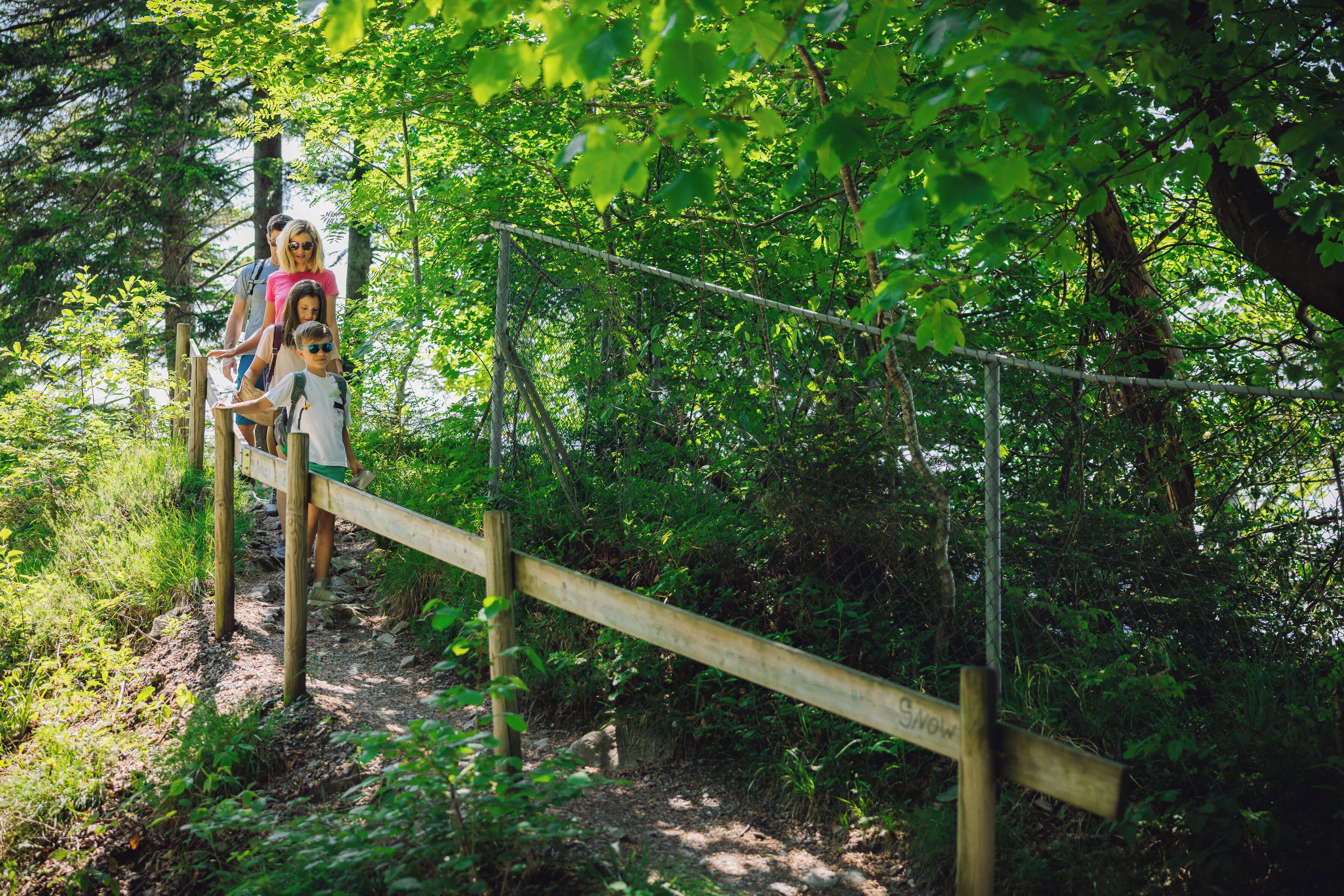 A wooden bridge in a forested area.