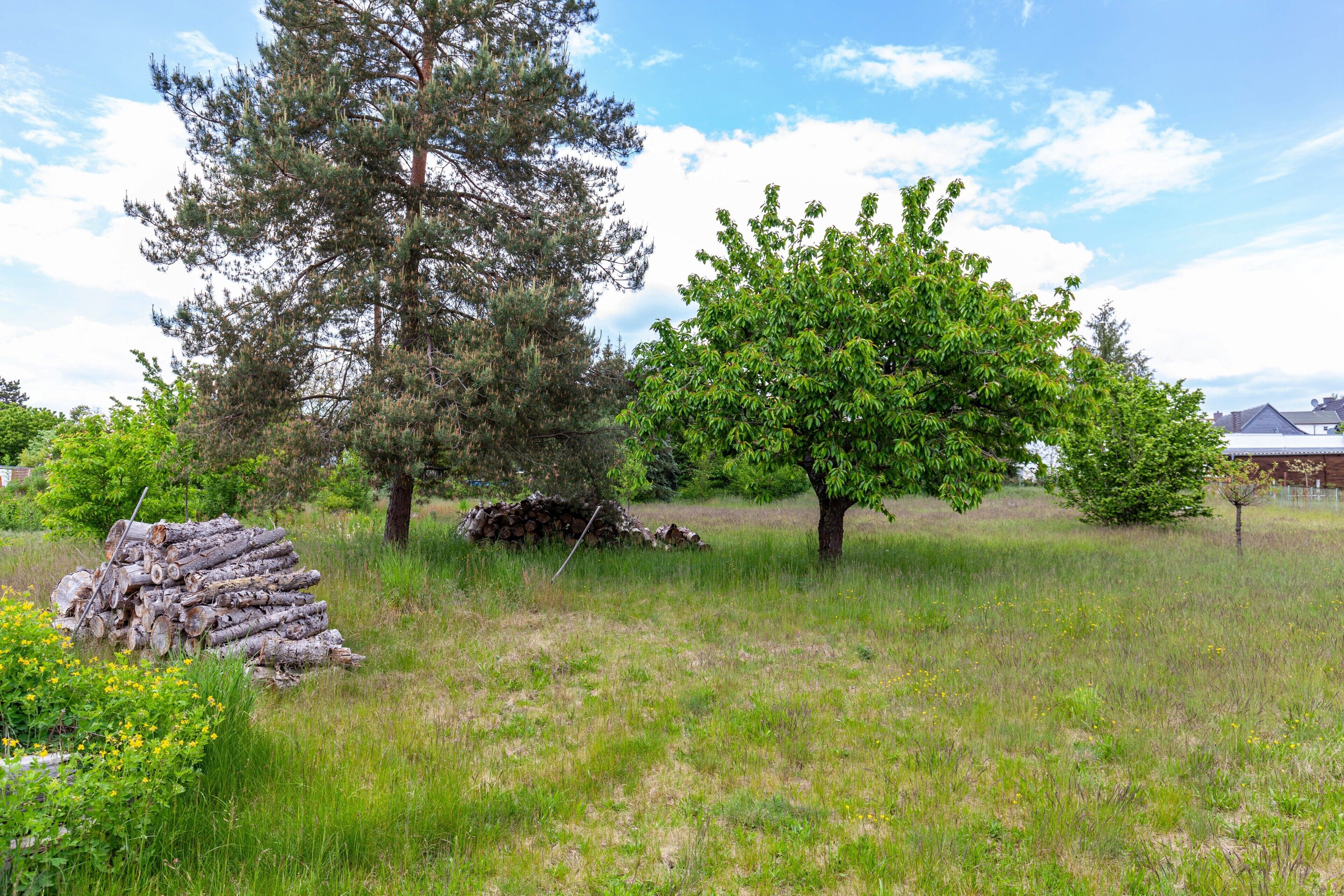 Eine Wiese mit Bäumen und einem Holzstapel.