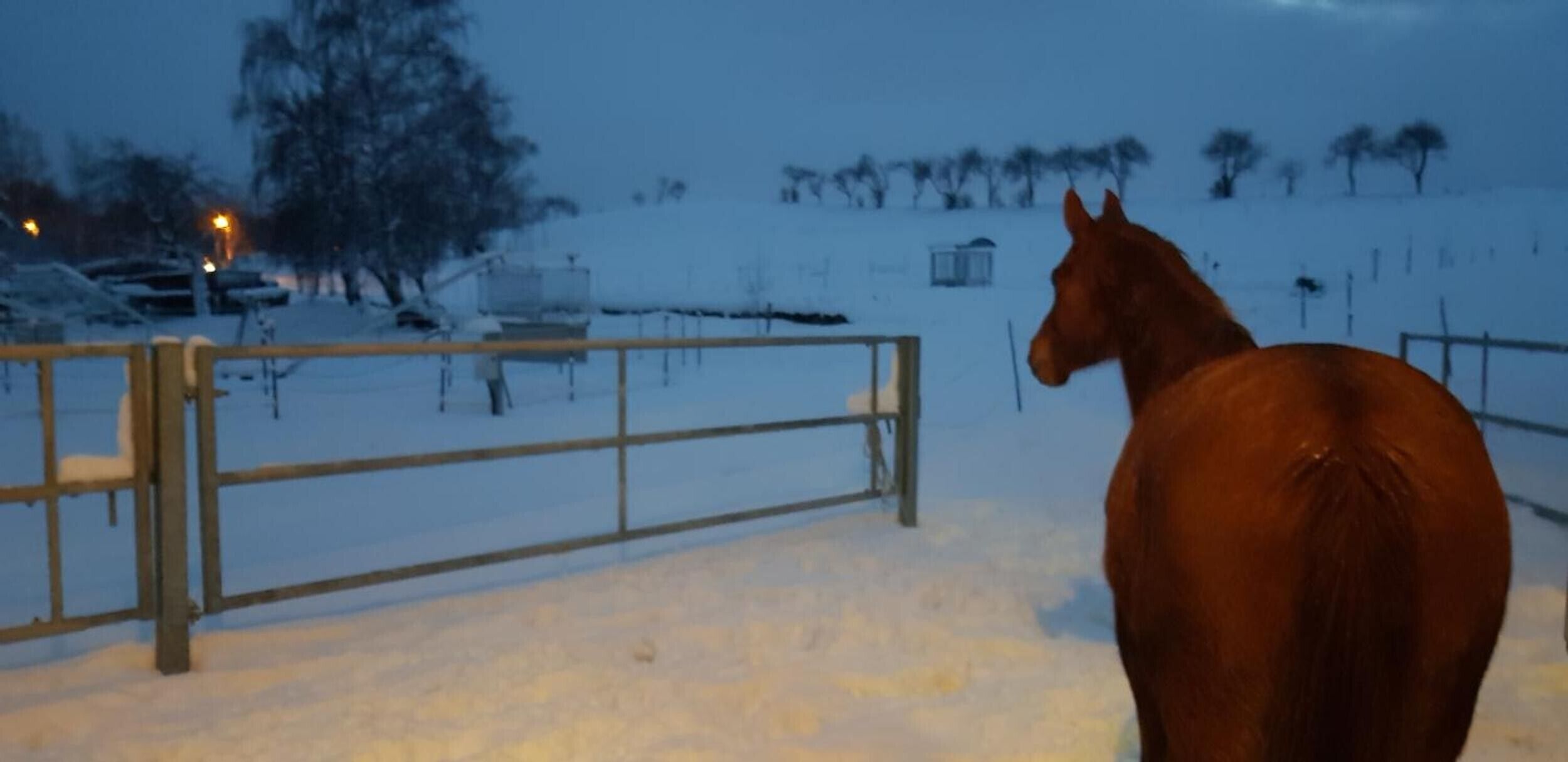 Un cheval dans un enclos enneigé, avec une barrière métallique et des arbres en arrière-plan.