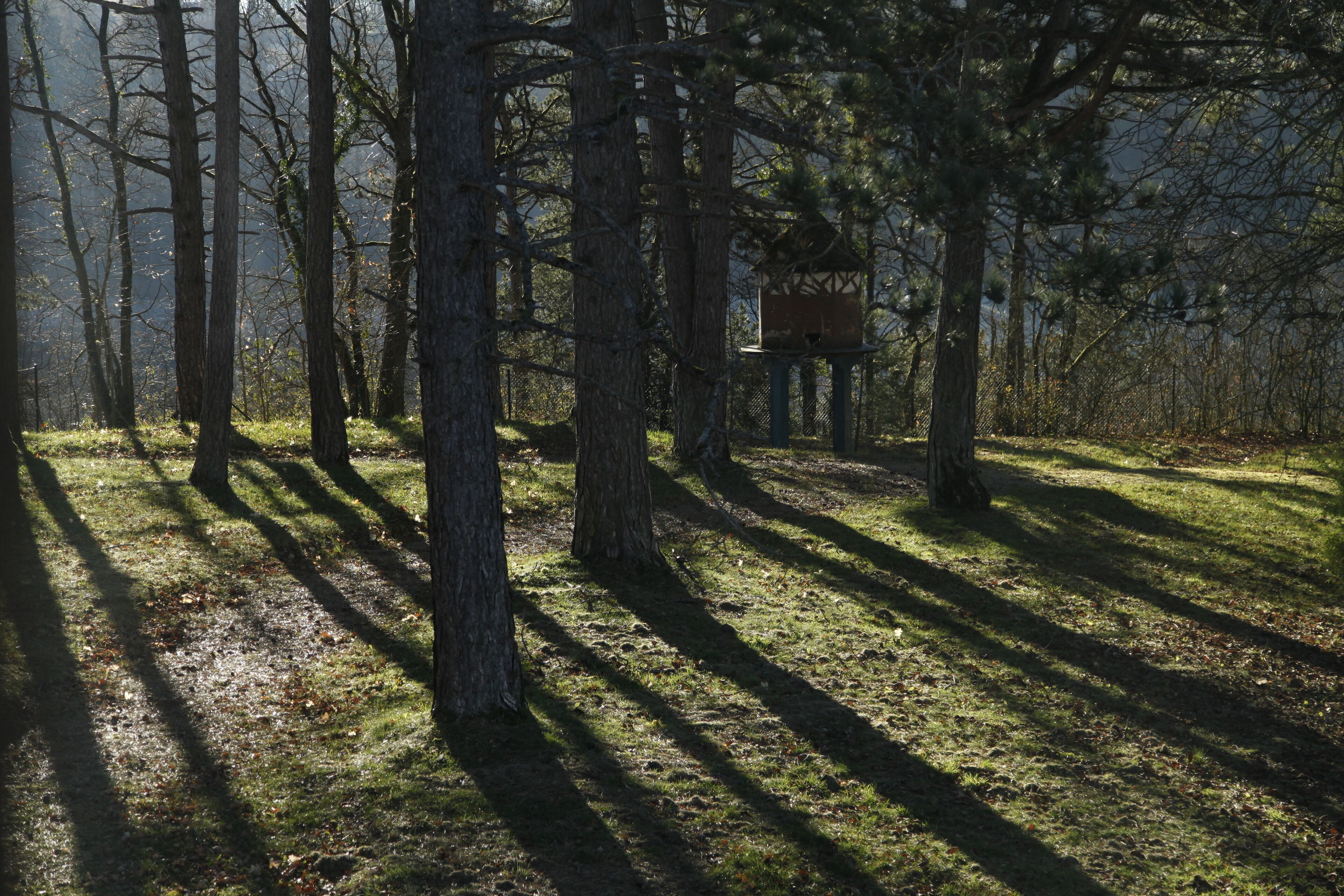 Une forêt où de grands arbres projettent leurs ombres sur le sol.