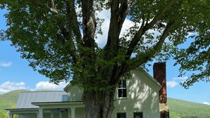 Una casa blanca con un árbol grande en frente, una chimenea de ladrillo y un patio cubierto de césped.