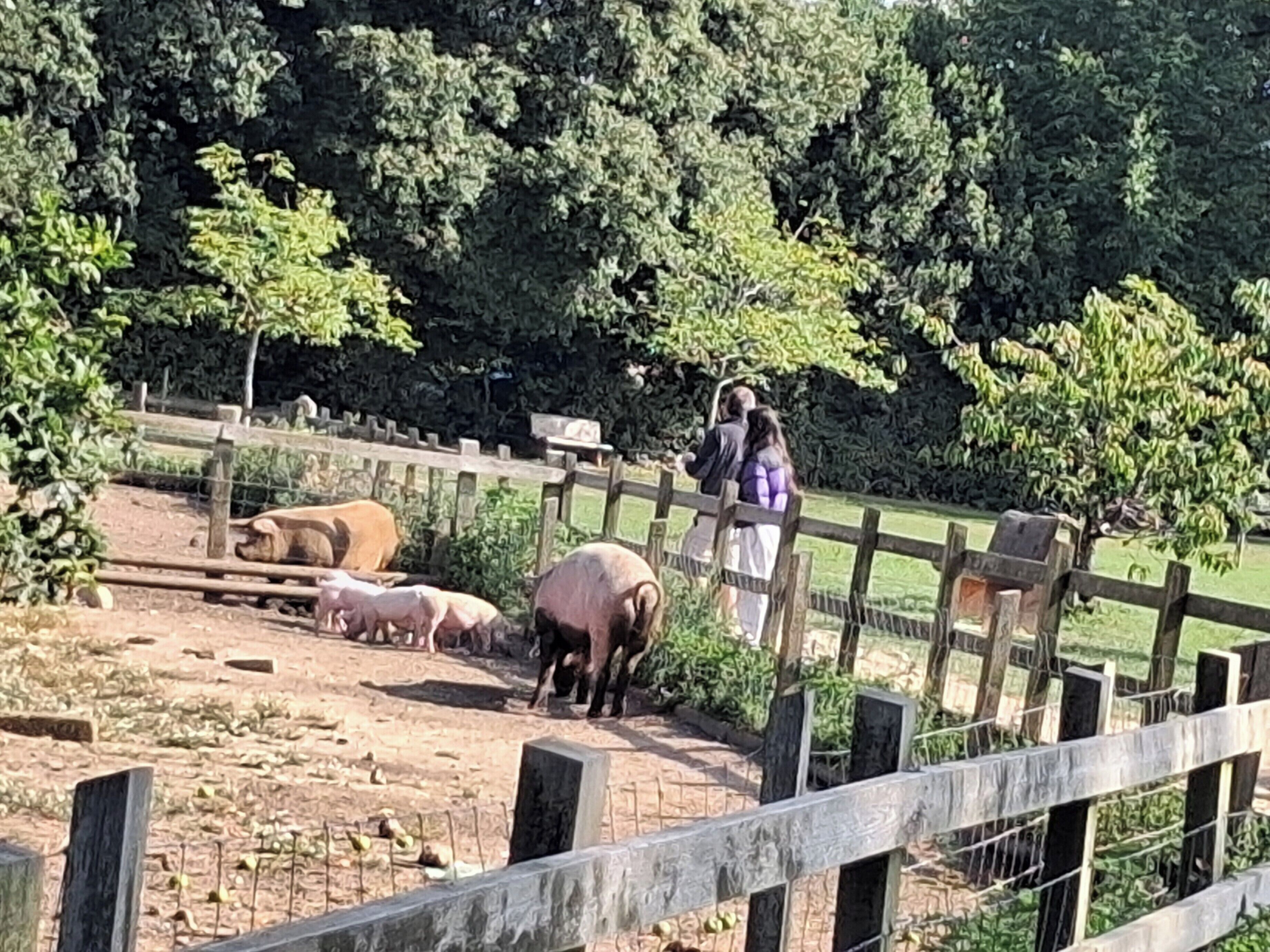 Een omheind buitengebied met een aarden bodem, een houten omheining en een groep dieren.