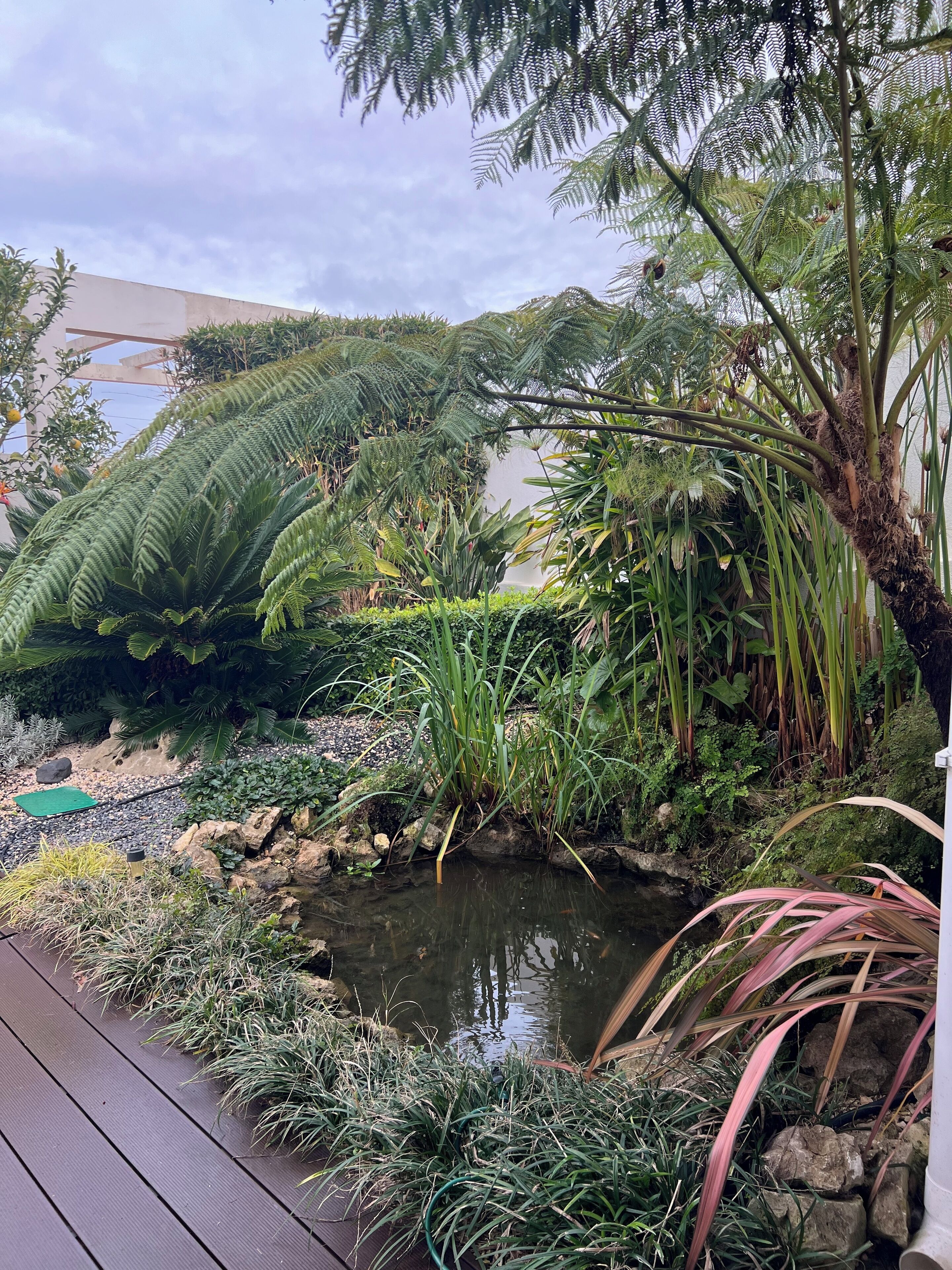 Ein Garten mit Teich, verschiedenen Pflanzen und einer Holzterrasse.