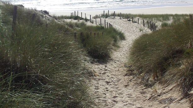 A sandy beach path leading to the ocean, surrounded by grass and wooden posts.