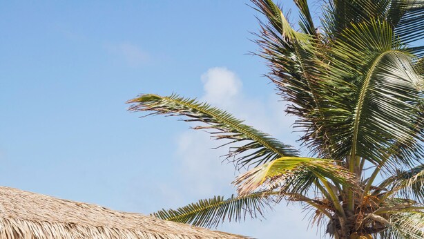A pool area with lounge chairs, a thatched-roof structure, and a view of the ocean.